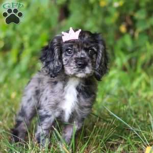 Pearl, Cocker Spaniel Puppy